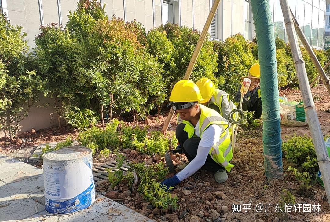 因園林綠化工程施工不當所引發(fā)的養(yǎng)護問題