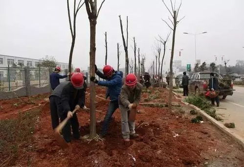 園林綠化與體育場地設施工程施工技術匯總